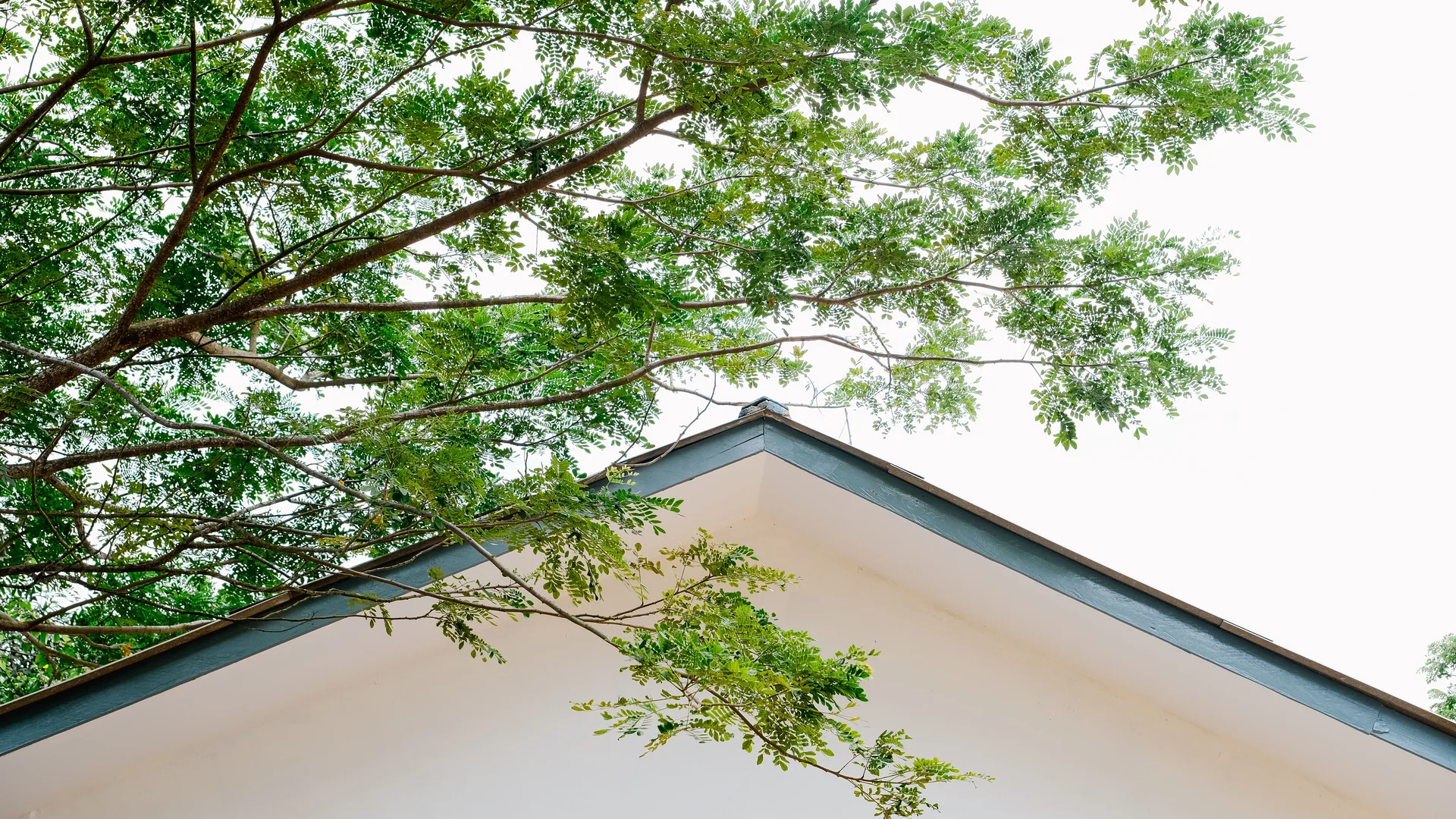 Leafy tree branches extending above the edge of a residential roof